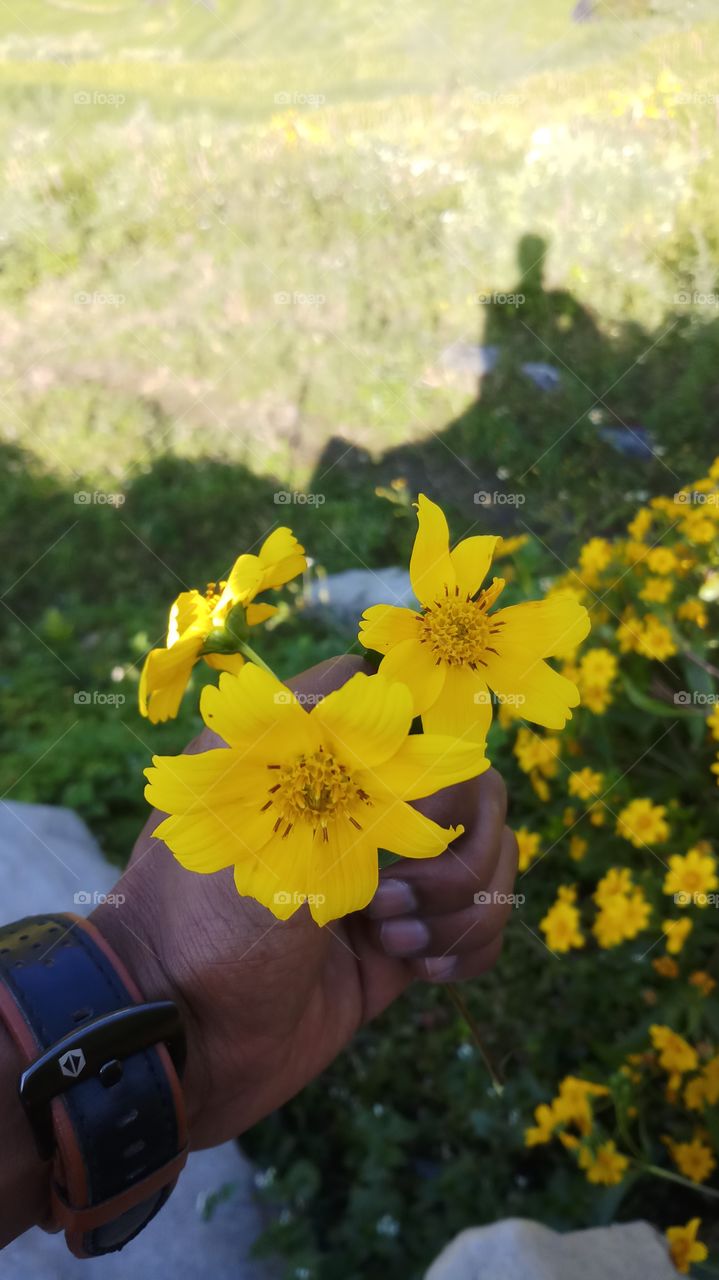 Most beautiful yellow flower