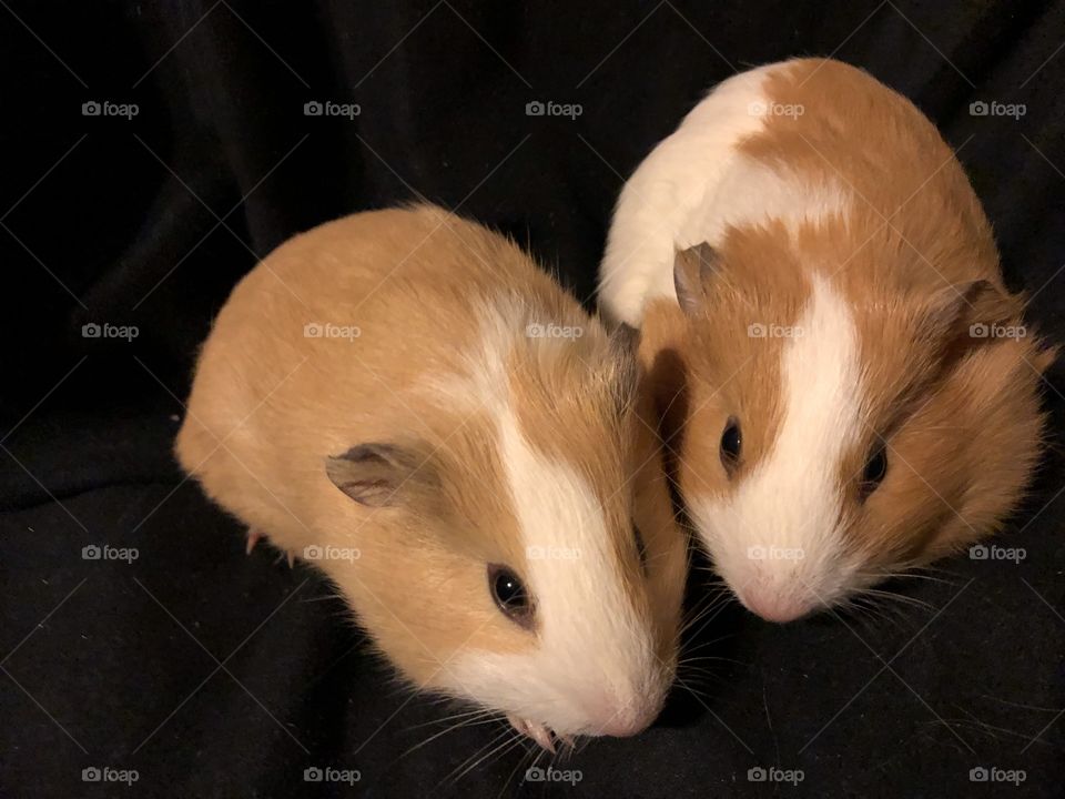 Honey and sugar. Sister guinea pigs