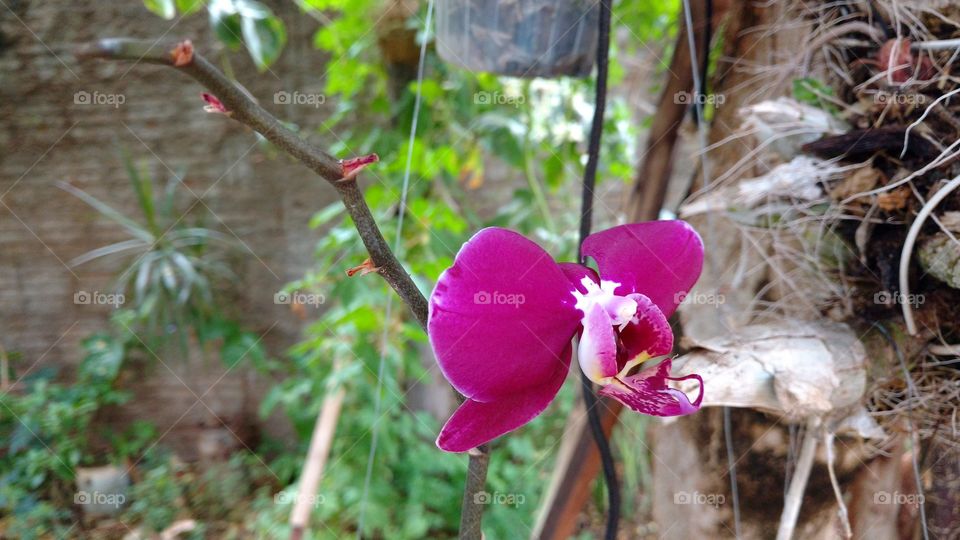 Todas as orquídeas são extremamente belas.
