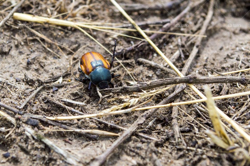 Grain beetle (Anisoplia austriaca) is a beetle of the lamellar family, a dangerous pest of cereals that causes massive damage to crops.