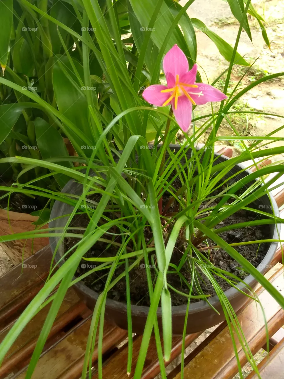 lirio