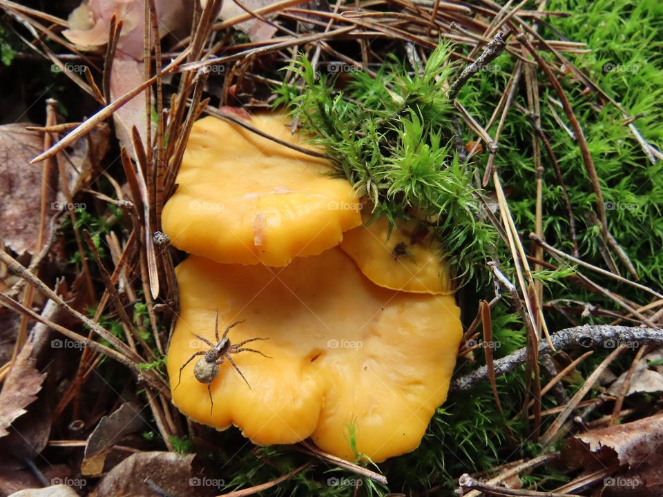 Spider on a mushroom