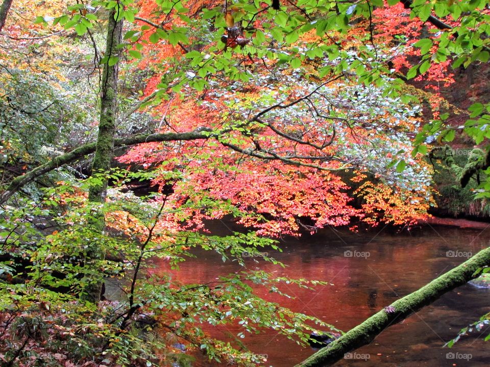 gorgeous autumn foliage reflected in the River Barle