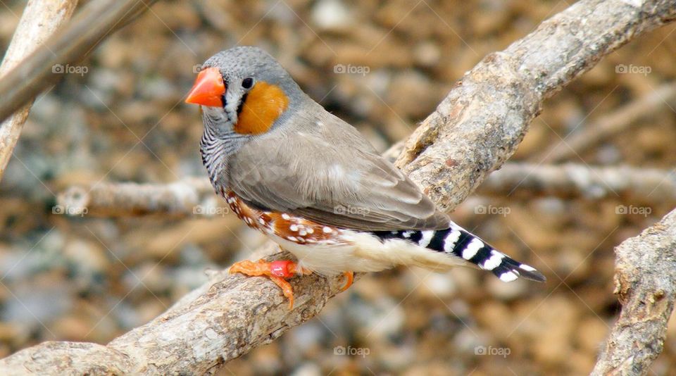 Zebra finch