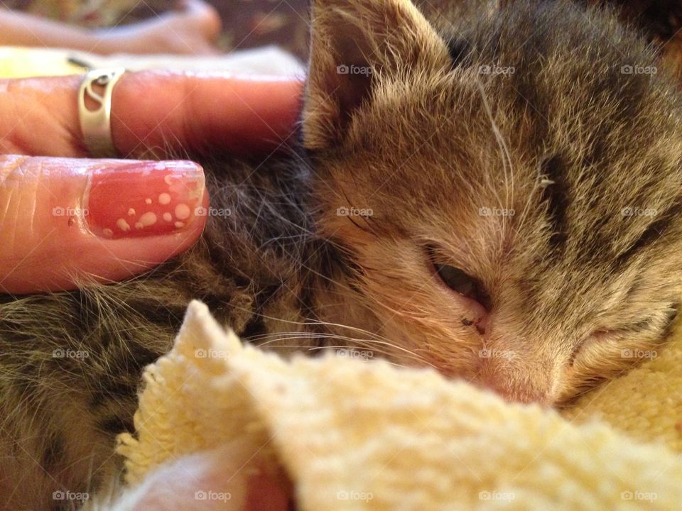 Baby Lucy. This is a kitten that I was fostering for Great Plains SPCA that I called Lucy
