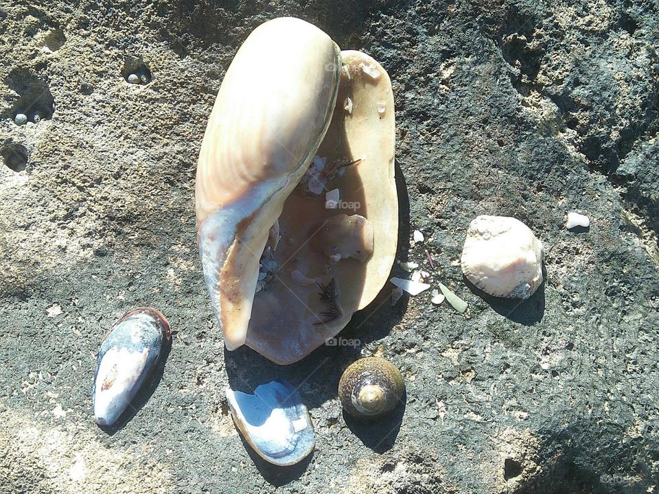 The shell near the beach at essaouira in Morocco.