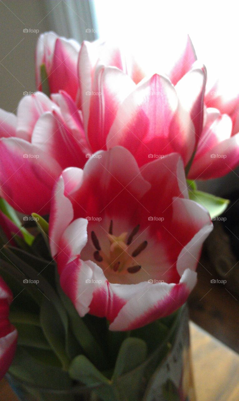 Flower, Tulip, Nature, Flora, Petal