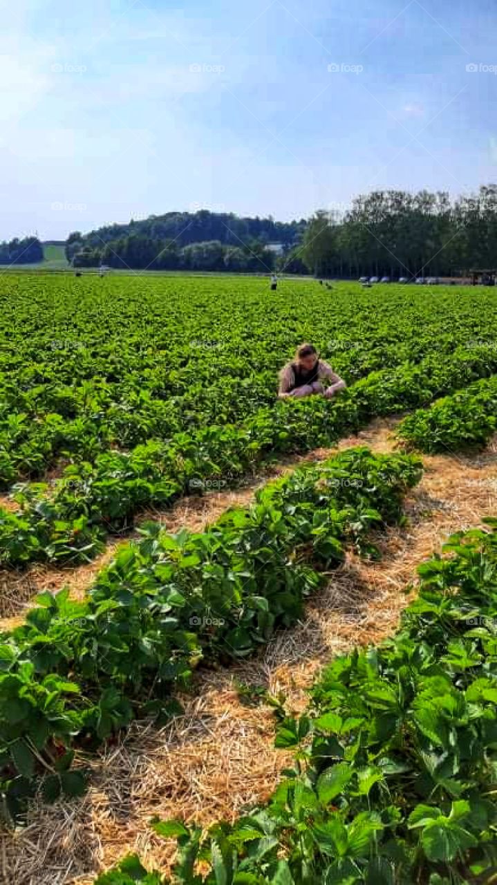 Collecting strawberries on a sunny day