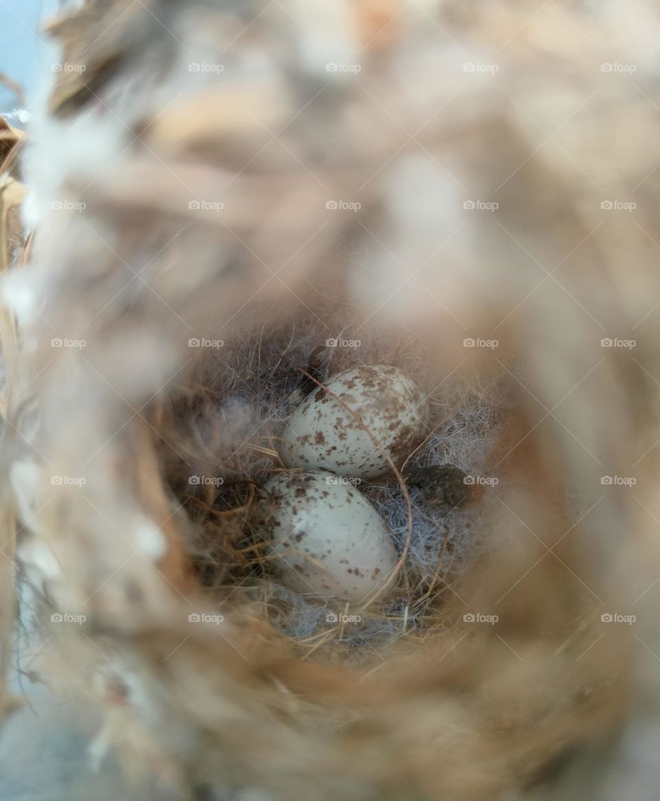 eggs in nest
