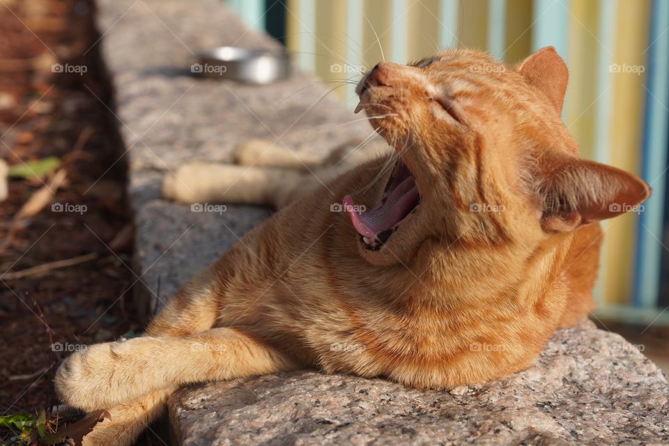 Orange yawning cat in TaiO