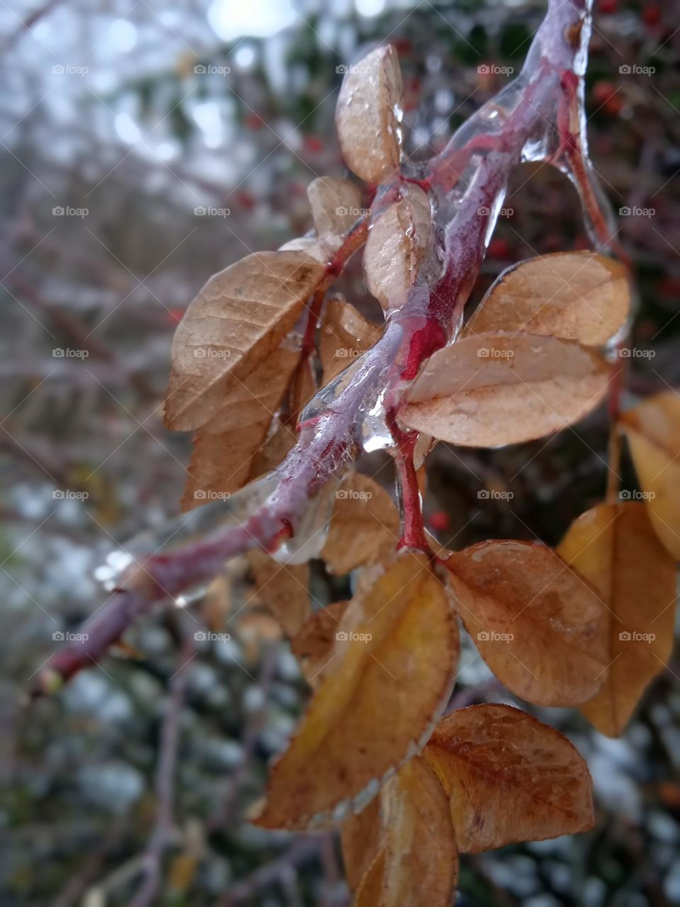 rosehip branch under ice