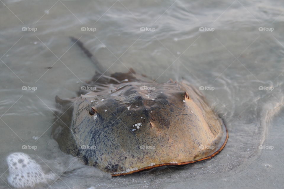 Horseshoe crab