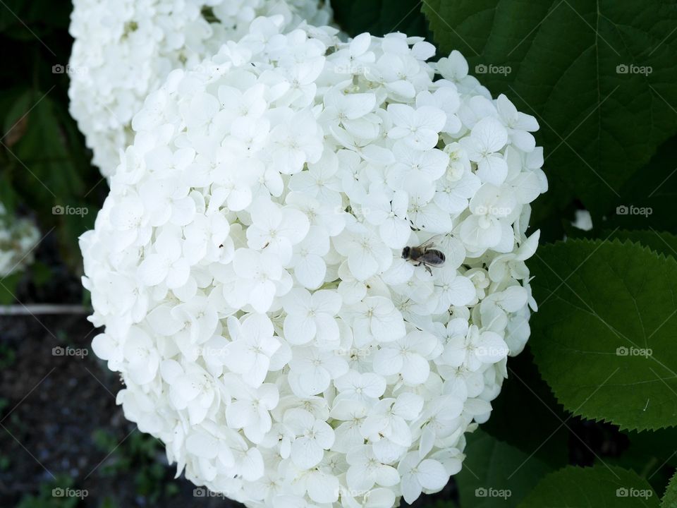 A little bee on the top of flower