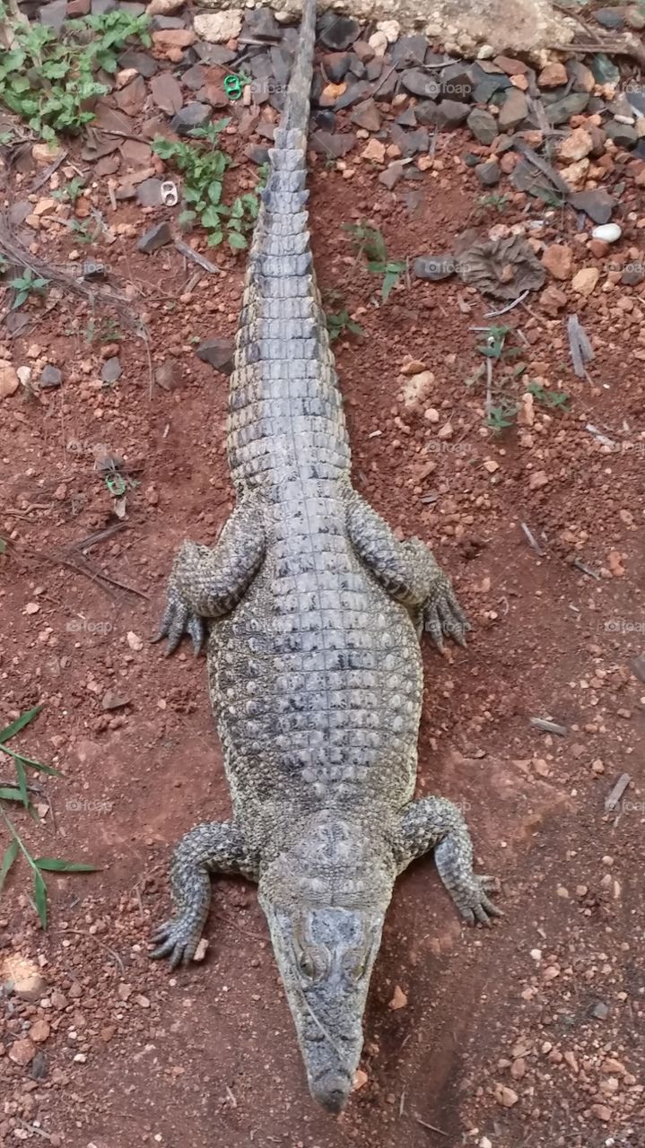 Reptile, Crocodile, Danger, Alligator, Wildlife