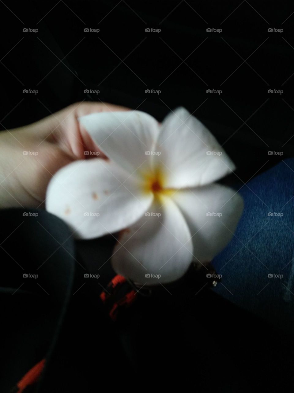 the beauty of a flower