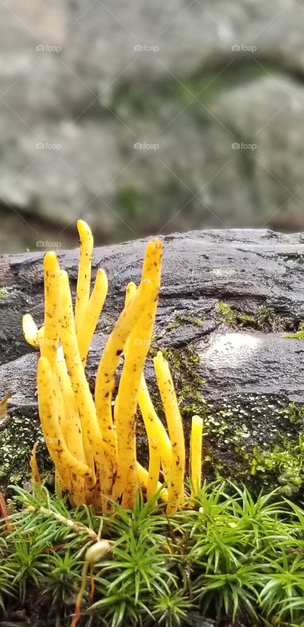 Bright Yellow Fungi