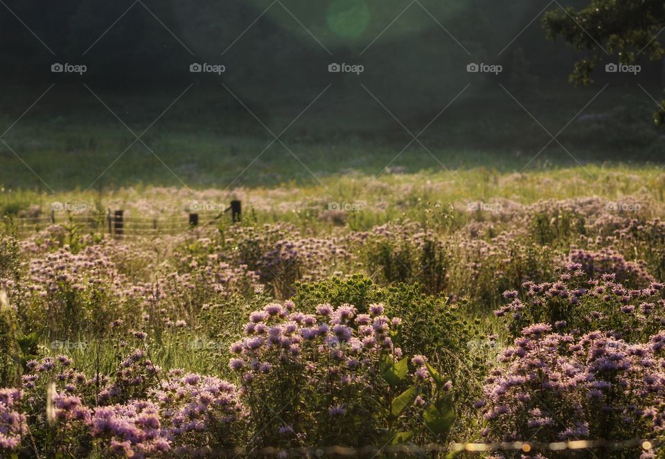 meadow in the morning