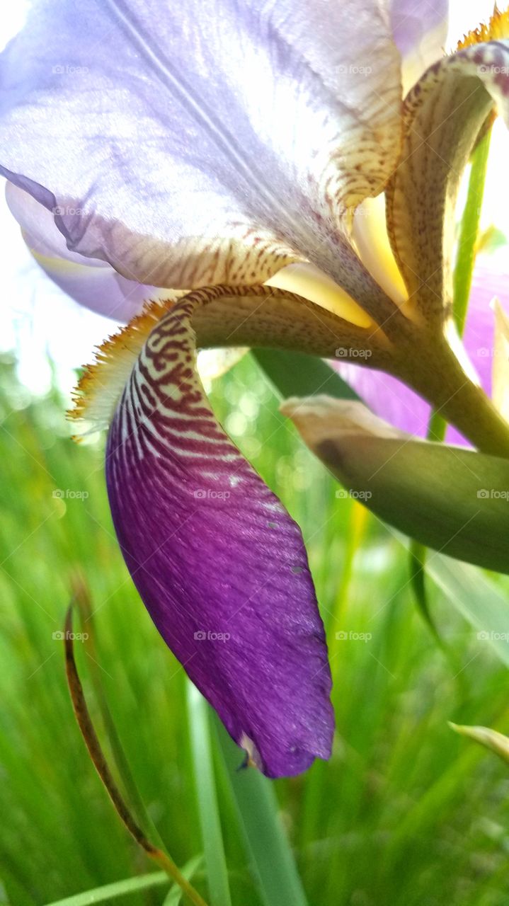 spring bloom in purple and yellow