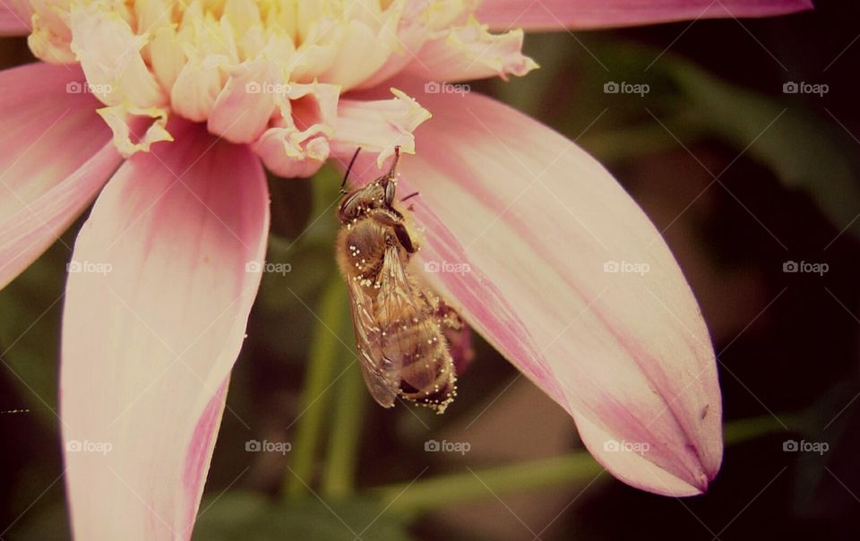 Flower with bee2
