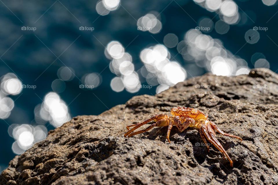 A tiny crab on rocks next to ocean water 