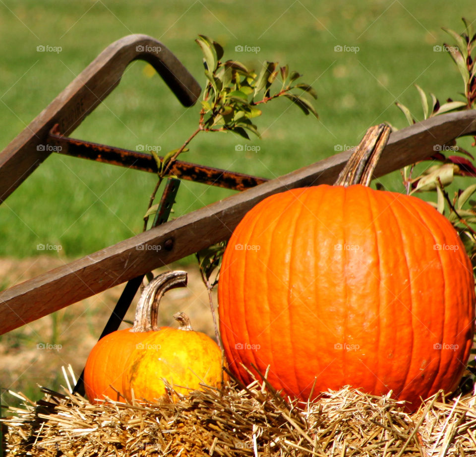 October Pumpkin Display