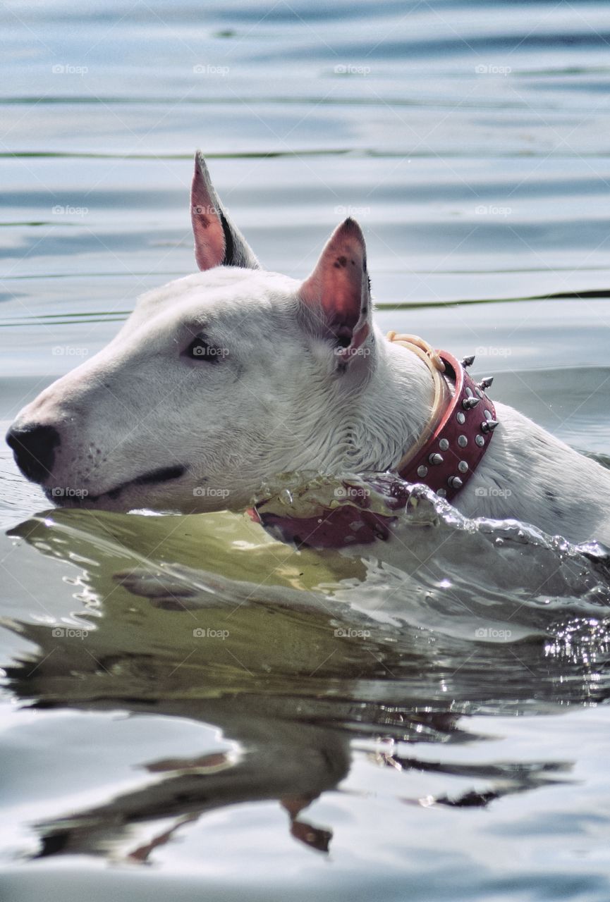 dog in water