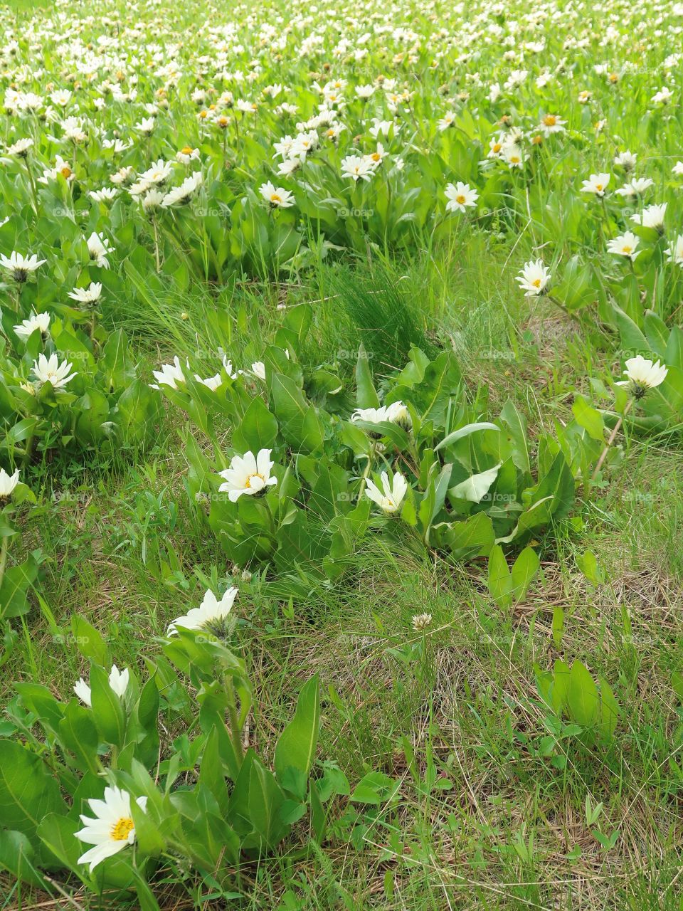 Bright white wildflowers grow amongst the pine trees in a green field on a mountain on a spring day. 