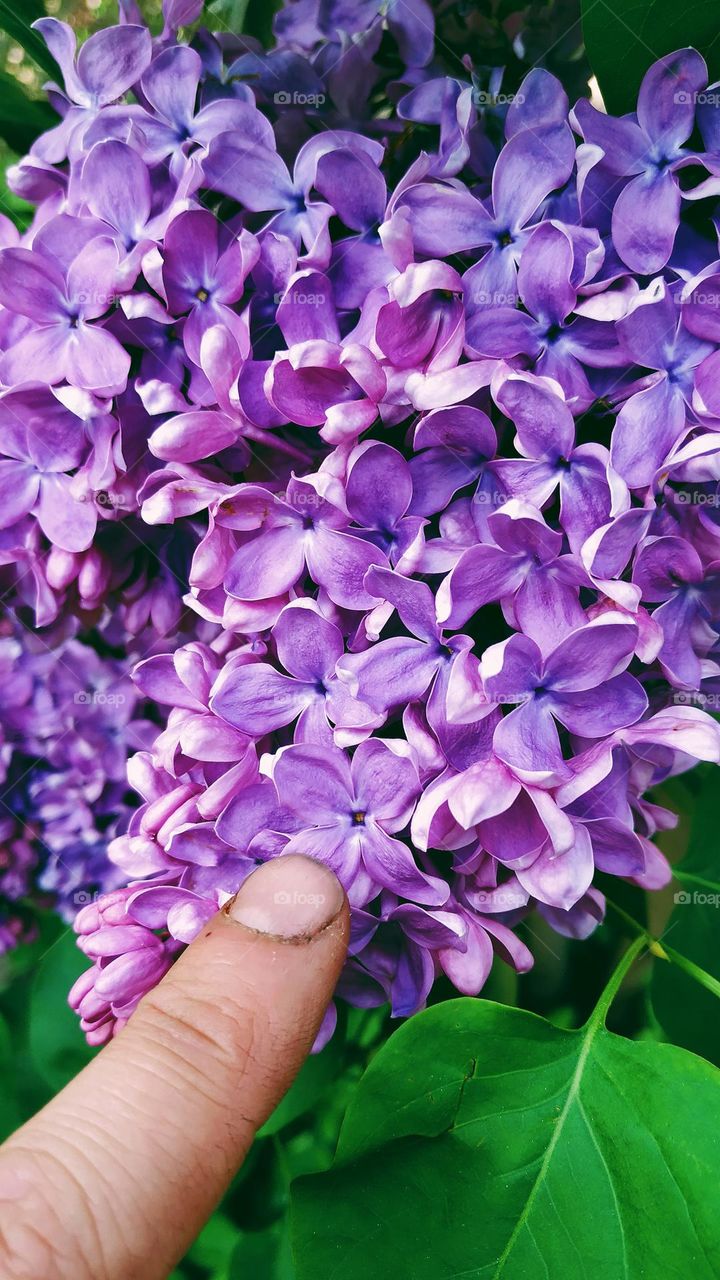 lilac bush flower