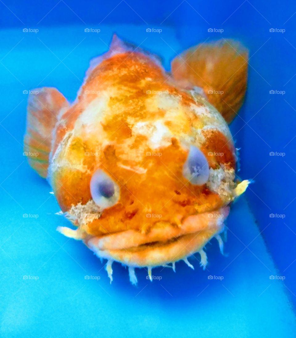 funny looking fish
