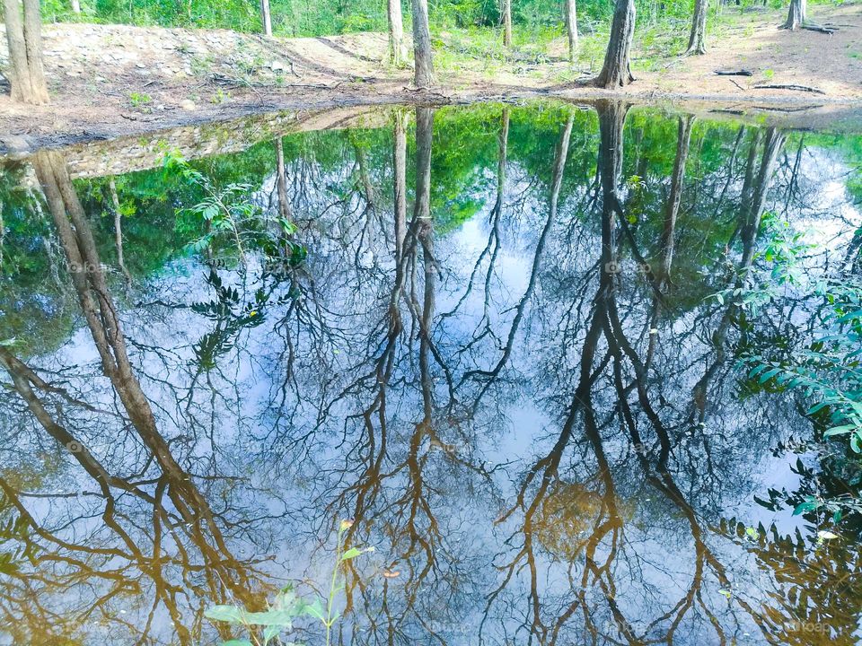 Tree shadow in the water