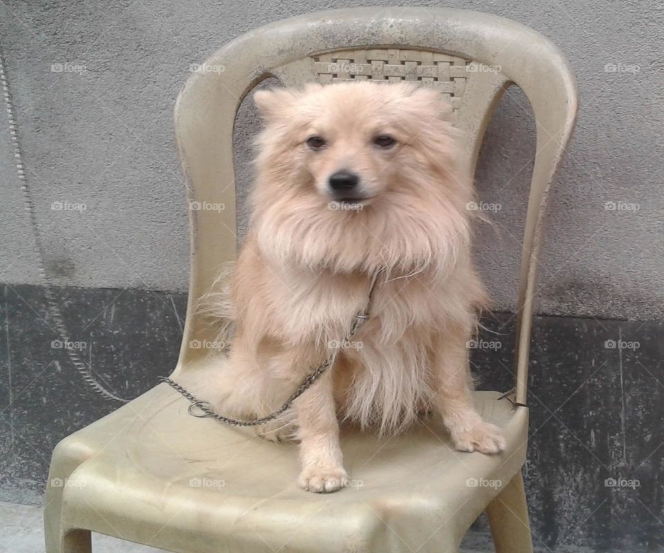 Dog this chair is belongs to me