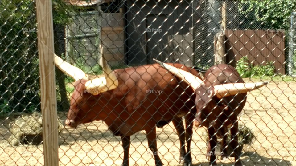 two cattle at York Wild Kingdom in Maine
