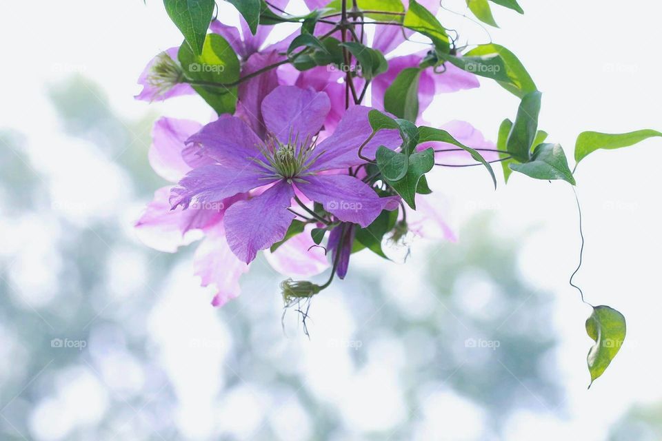 A single purple flower