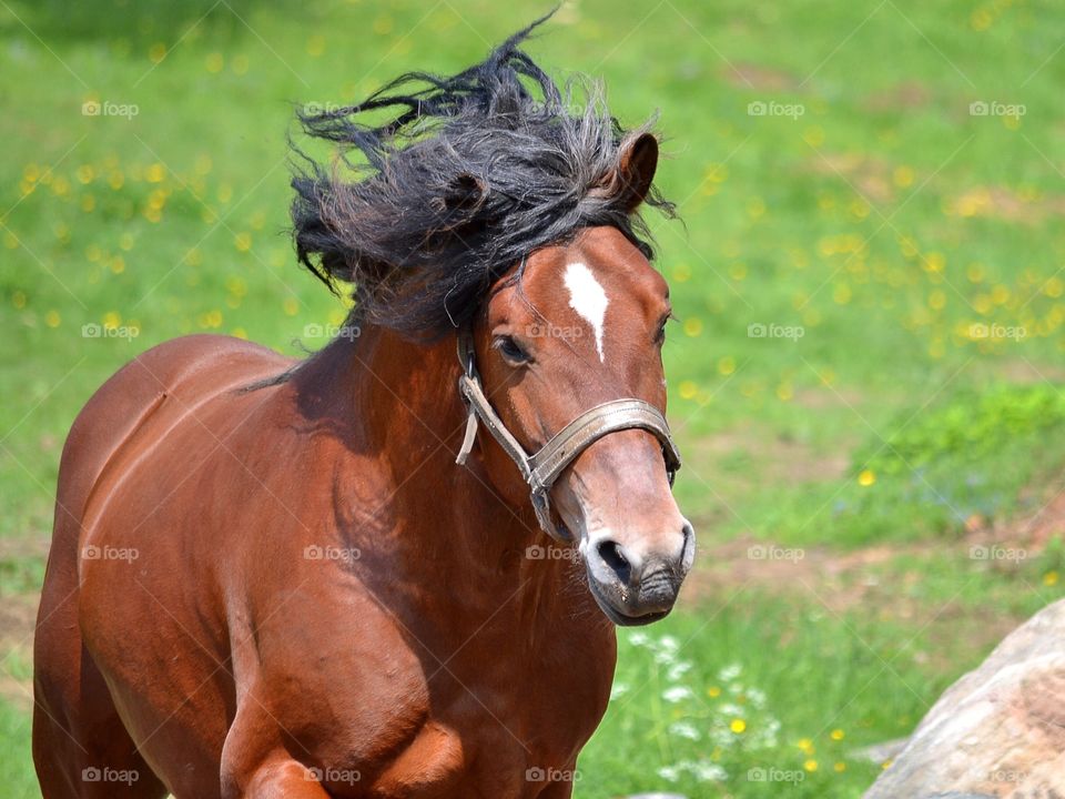 Mammal, Animal, Farm, Pasture, Horse