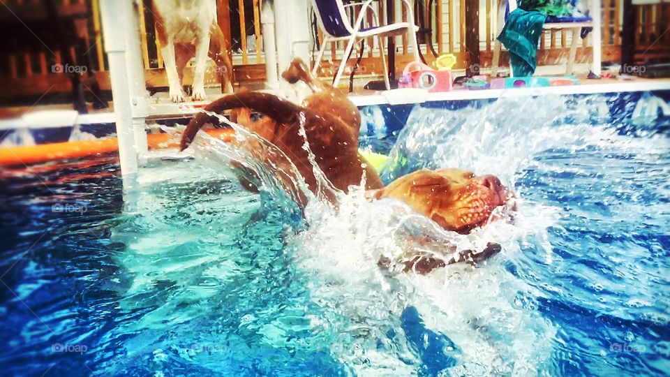 Dog swims of summer 