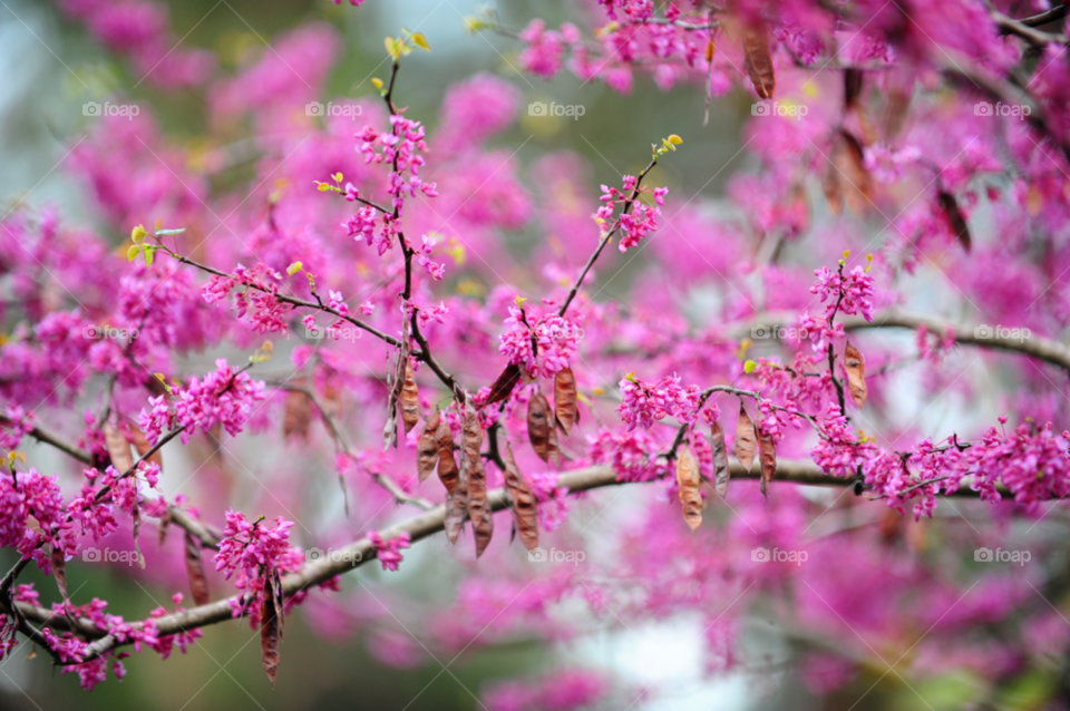 nature pink tree beautiful by lightanddrawing