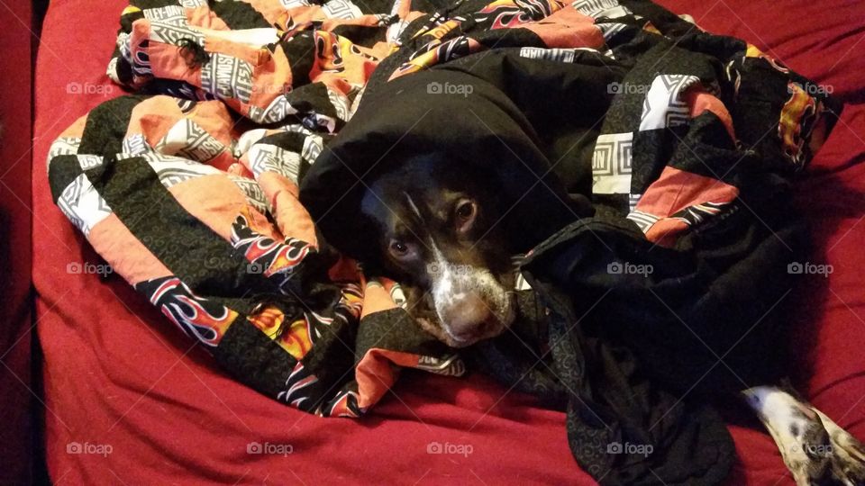 Chumly. dog in a blanket