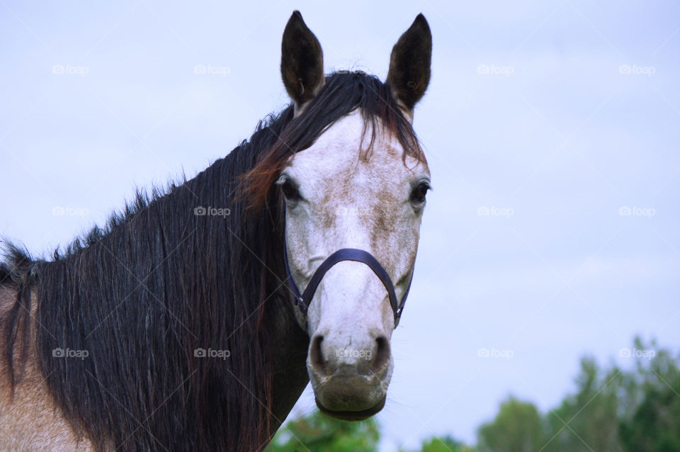 Horse looking at camera