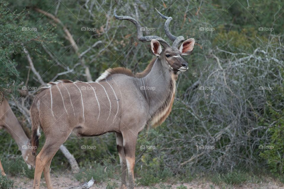 Kudu in Kruger National Park