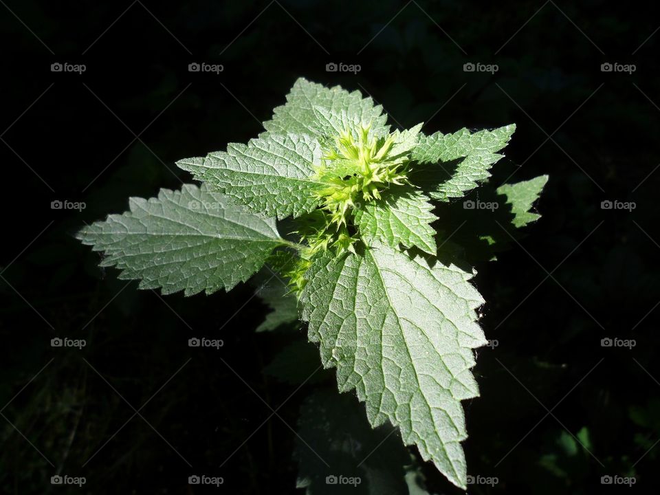 nettle leaves in sunlight