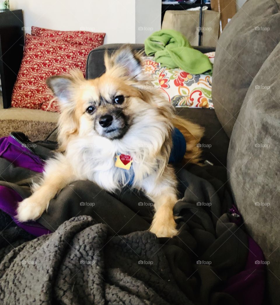 So many puppy questions!