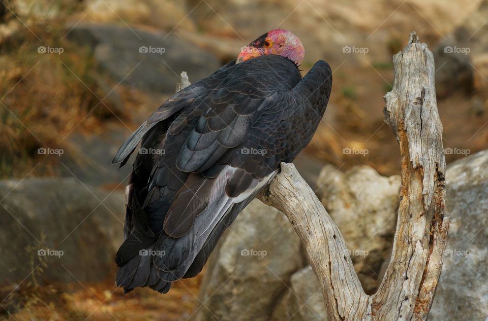 California Condor