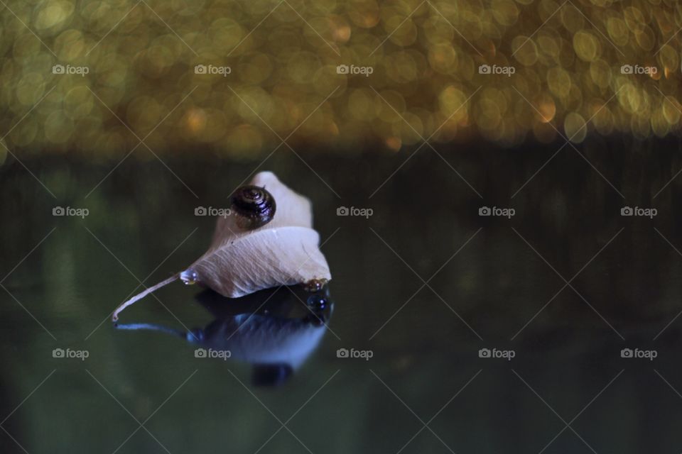 snail on a leaf