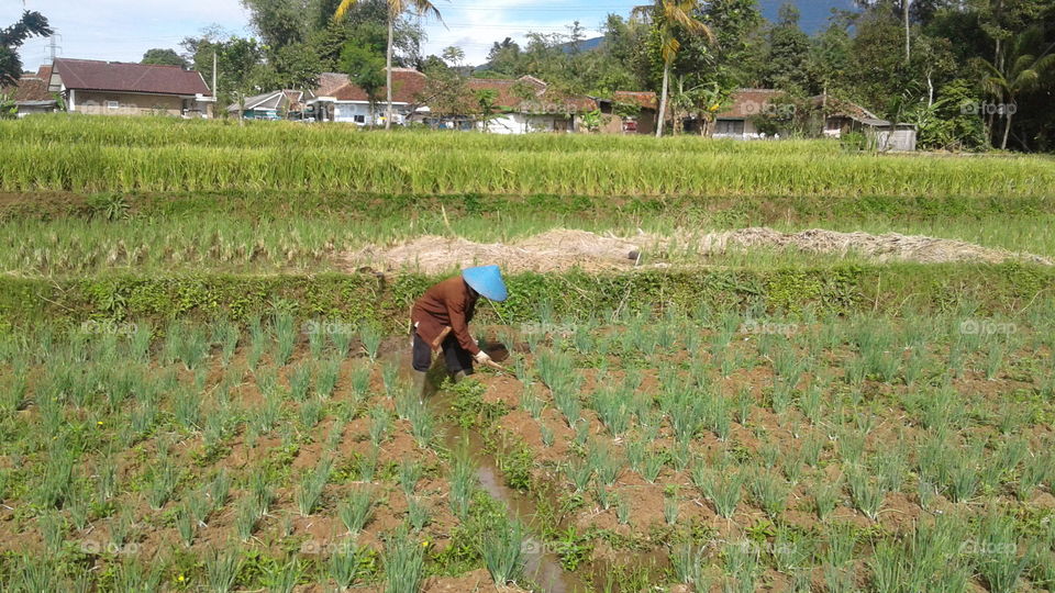 farmer working in field,Indonesia