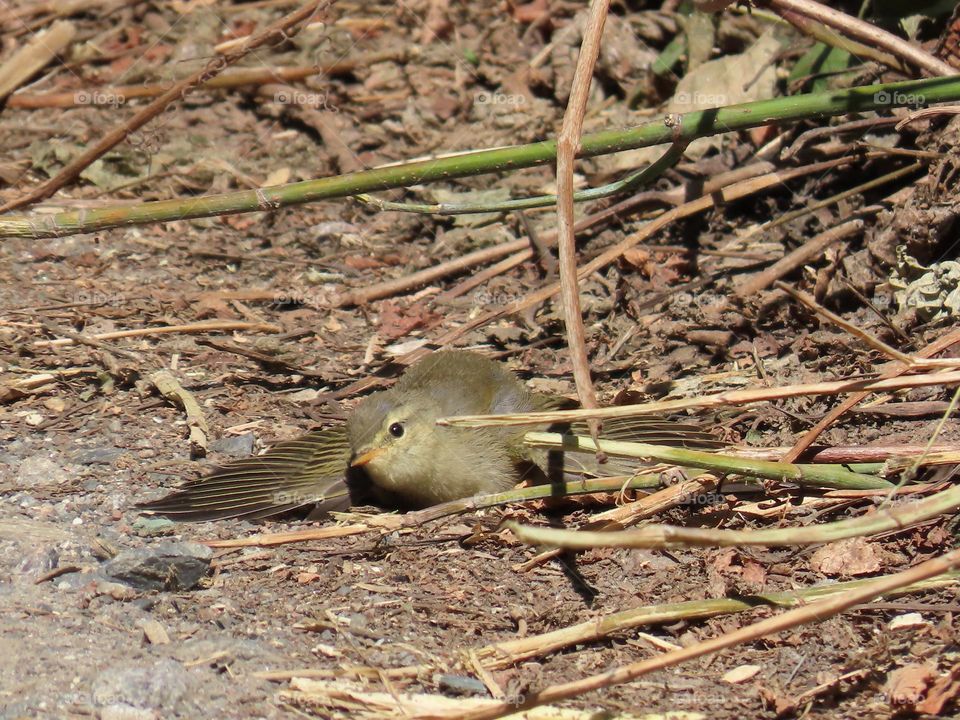 A small bird bathes in the sand