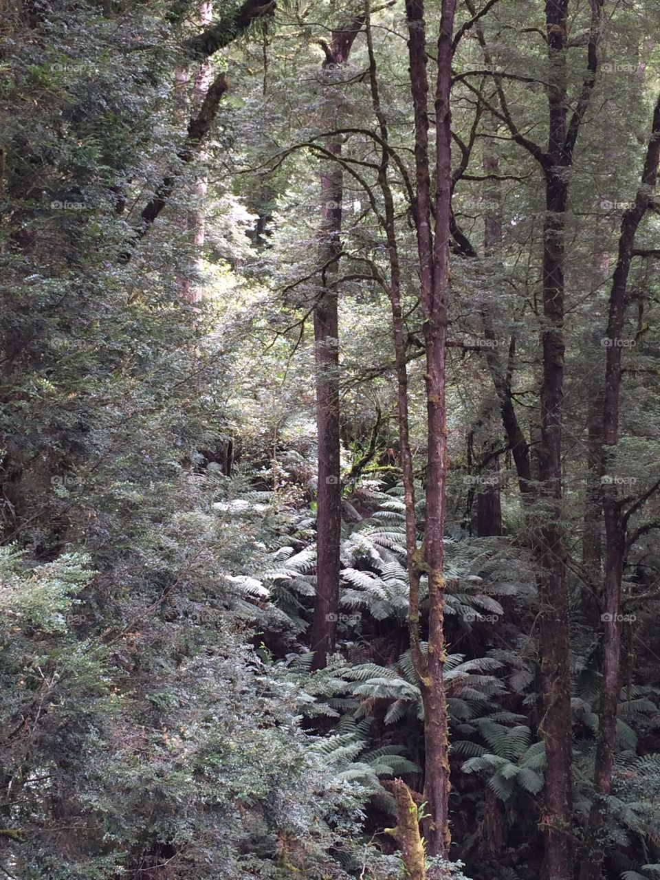 Exploring the Rainforest