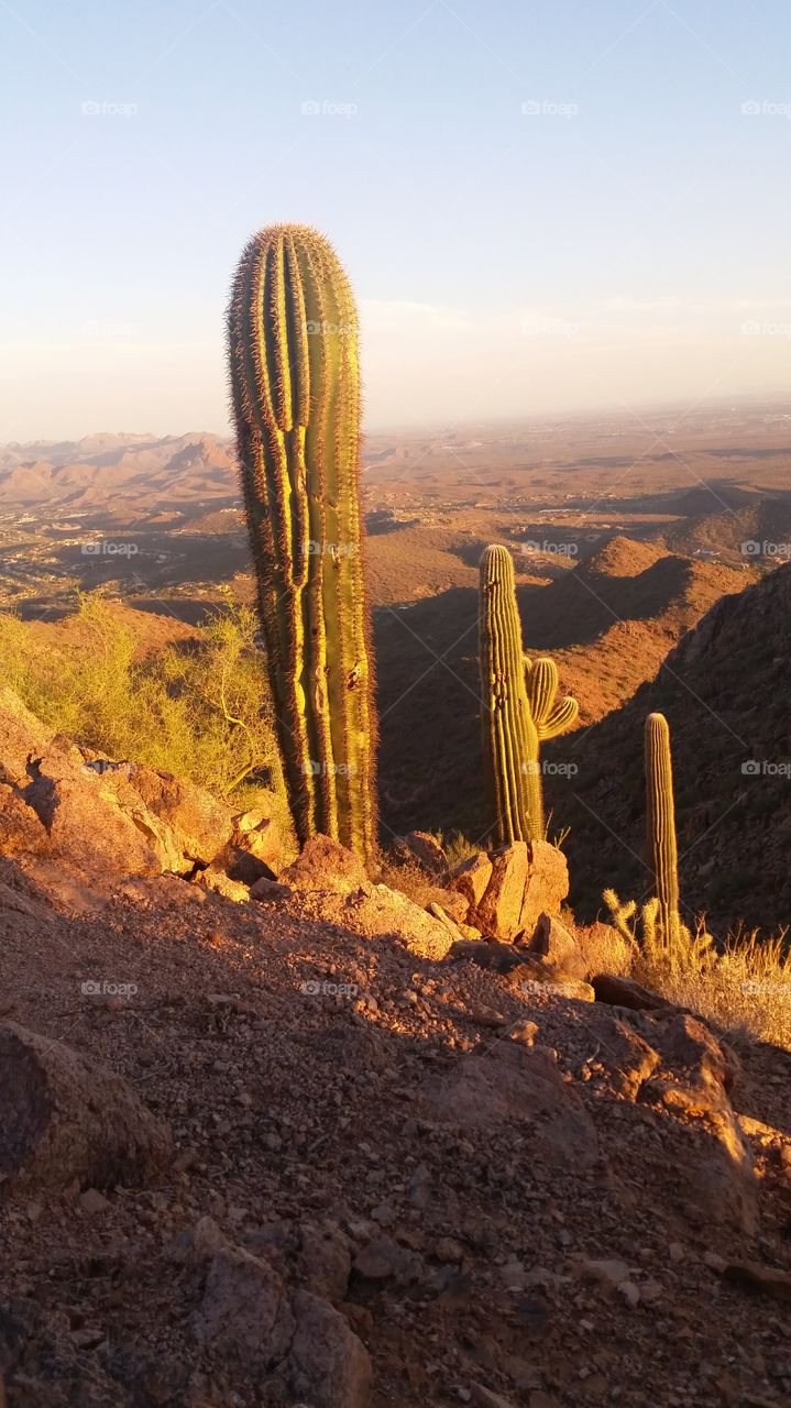 Sunset Cactus Vertical. Completed hike to top of Sunrise Trail  in Scottsdale Arizona McDowell Mountains as the sun sets on three cactus.