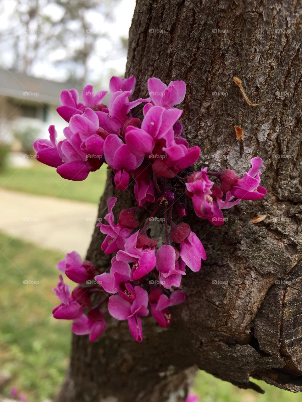 Texas redbud