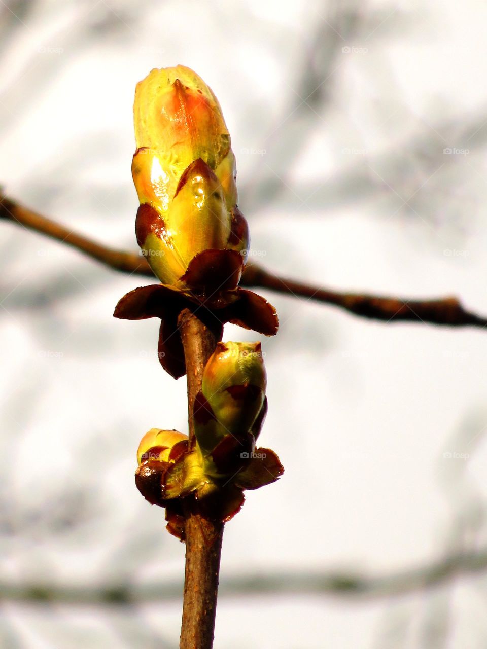 Spring bud