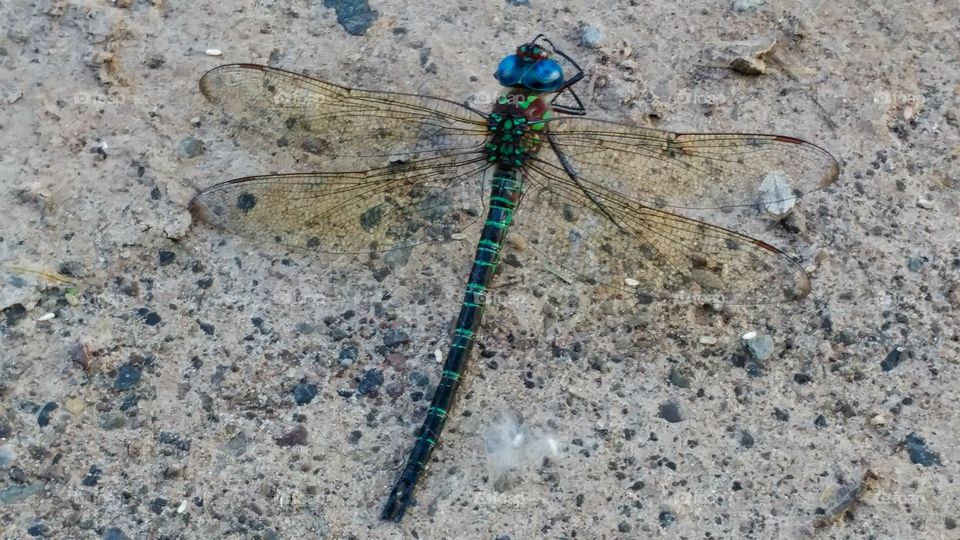 Dragonfly